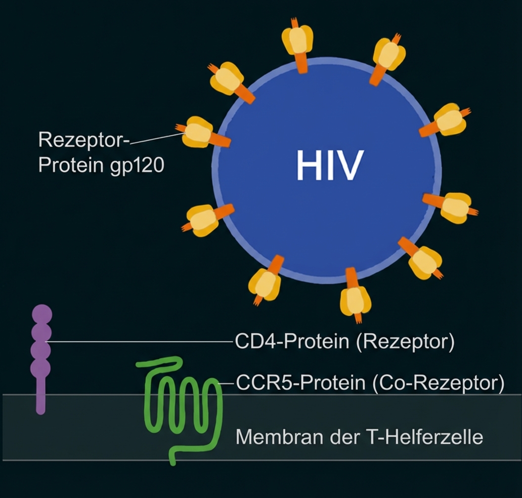 HIV-Partikel mit gp120-Proteinen und CD4/CCR5-Rezeptoren an einer T-Helferzelle